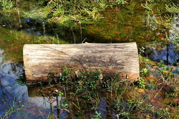 野生の湿地林の風景 — ストック写真