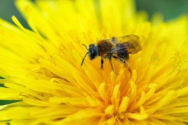 sarı çiçek üzerinde yabani arı