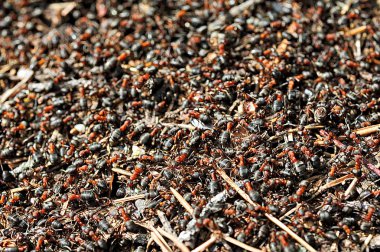 Karıncalar ormandaki bir ant Hill