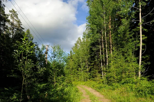 Las lato w północno-zachodniej części Rosji — Zdjęcie stockowe
