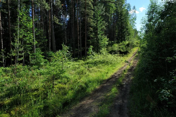 Floresta de verão no noroeste da Rússia — Fotografia de Stock