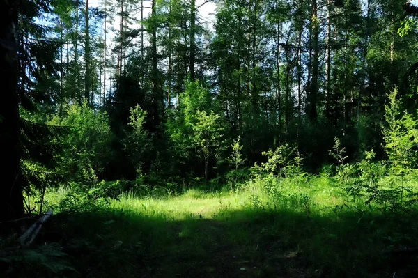 Zomer bos in het noordwesten van Rusland — Stockfoto