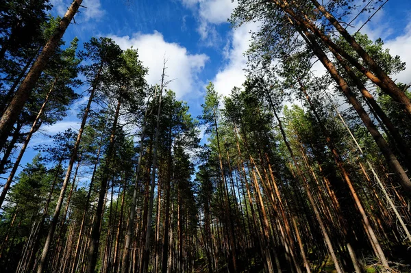 Floresta de verão no noroeste da Rússia — Fotografia de Stock