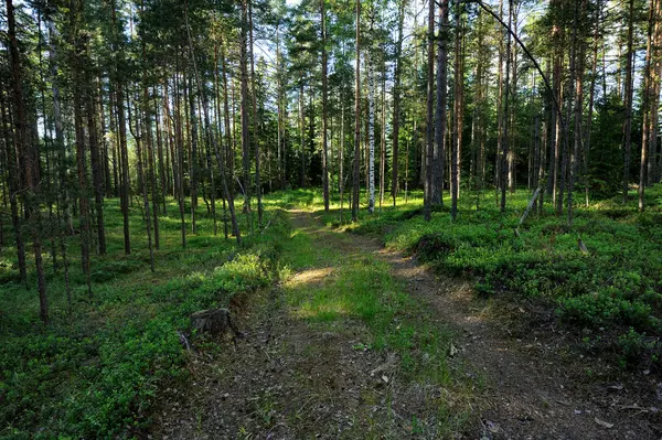 Floresta de verão no noroeste da Rússia — Fotografia de Stock