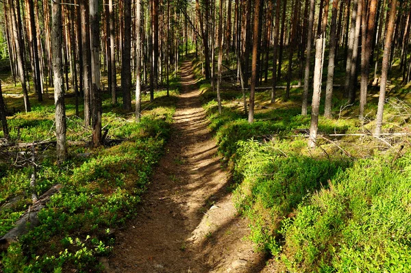 Δάσος καλοκαίρι στα βορειοδυτικά της Ρωσίας — Φωτογραφία Αρχείου