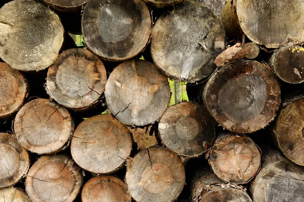 bir ormanda ağaç günlükleri yığılmış