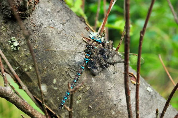 Duże dragonfly siedzi na drzewie — Zdjęcie stockowe