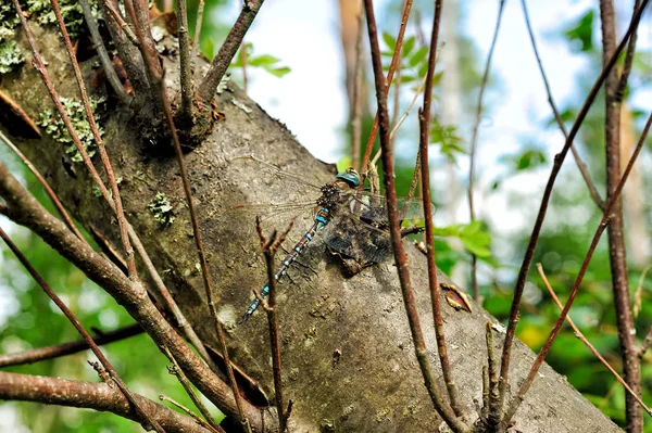 Große Libelle sitzt auf einem Baum — Stockfoto