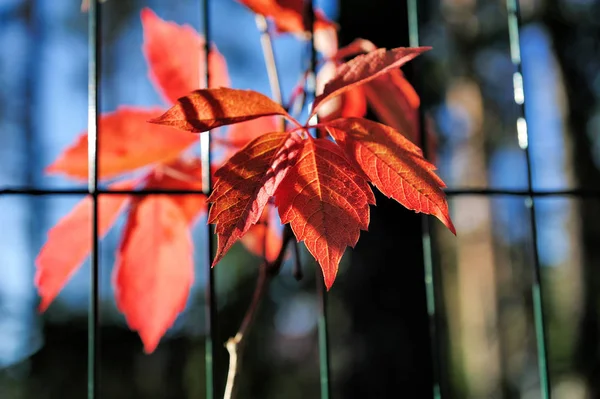 Rosso verginia foglie rampicanti in autunno — Foto Stock