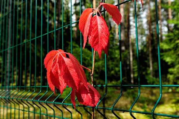 Rosso verginia foglie rampicanti in autunno — Foto Stock