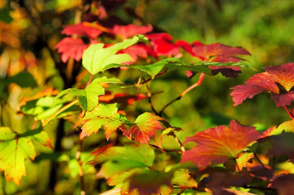 Brillante autunno foglie rosse e verdi — Foto Stock