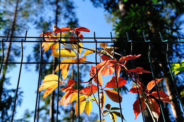 Rosso una verginia arancio foglie rampicanti in autunno — Foto Stock