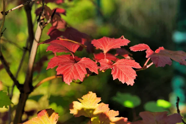 Brillante autunno foglie rosse e verdi — Foto Stock