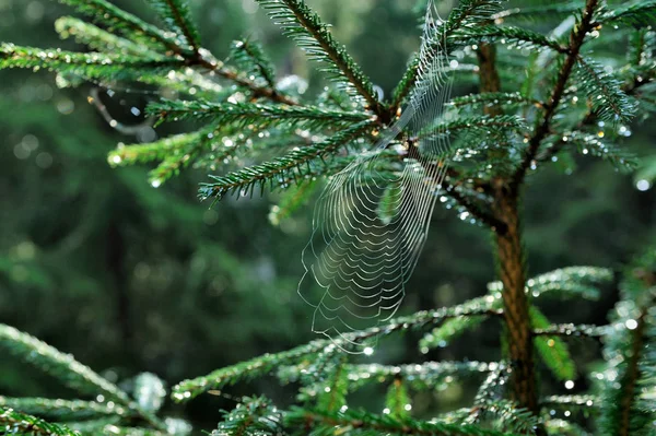 Autumn cobwebs in green forest — Stock Photo, Image