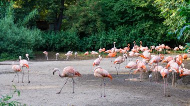 flamingolar Prag'da ayakta hayvanat bahçesi vardır