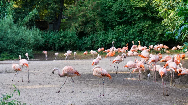 Flamingolar Prag'da ayakta hayvanat bahçesi vardır — Stok fotoğraf