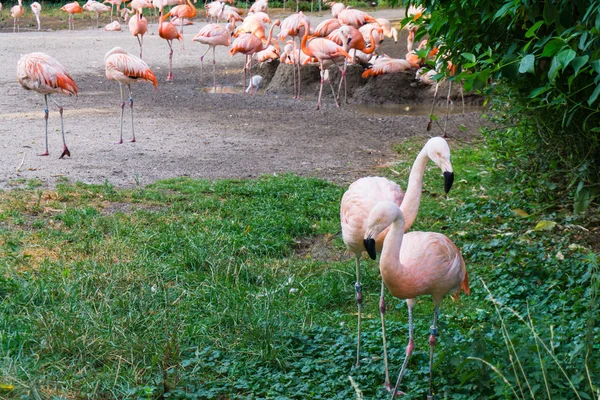 Plameňáci jsou stojící zoo v Praze — Stock fotografie