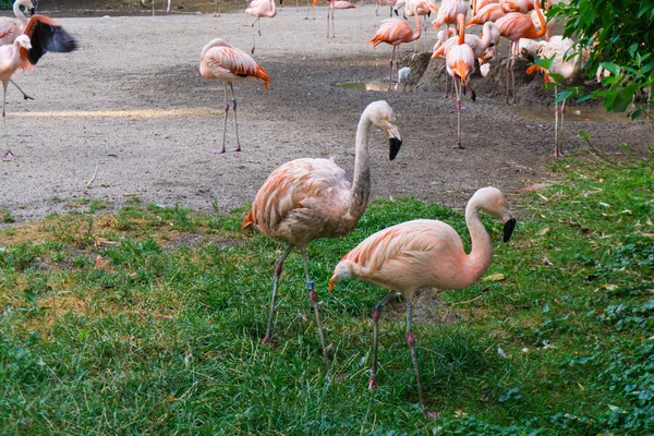 Flamencos están de pie zoológico en Praga —  Fotos de Stock