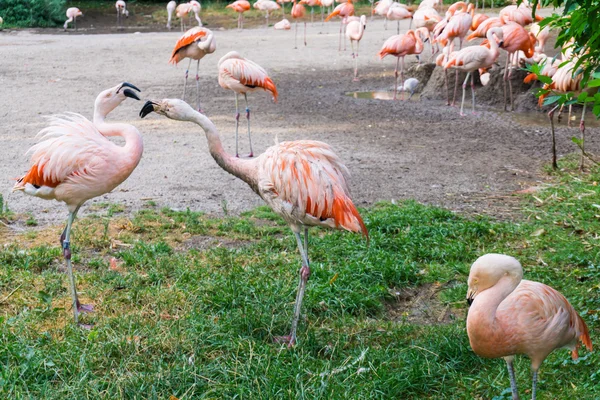 플라밍고는 프라하에서 서 있는 동물원 — 스톡 사진
