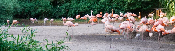 Flamencos están de pie zoológico en Praga —  Fotos de Stock