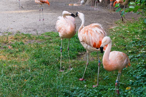 Plameňáci jsou stojící zoo v Praze — Stock fotografie