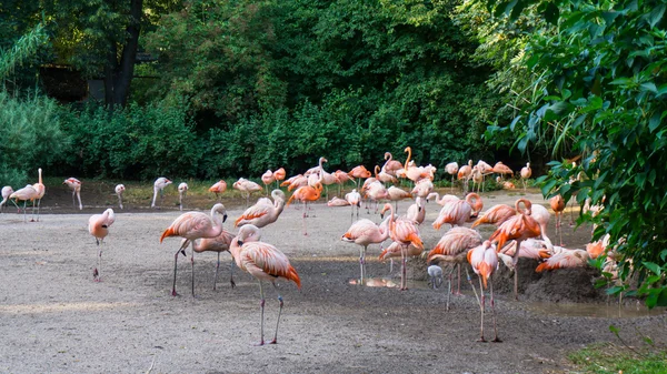 Flamingolar Prag'da ayakta hayvanat bahçesi vardır — Stok fotoğraf