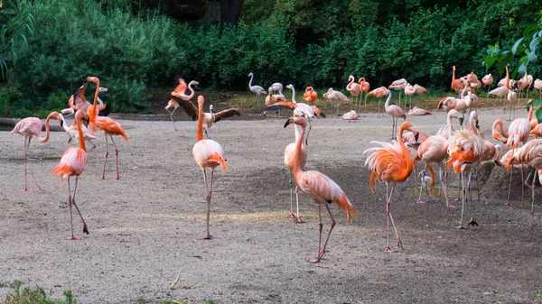 Plameňáci jsou stojící zoo v Praze — Stock fotografie