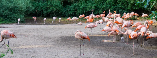 Flamingo's zijn staande dierentuin in Praag — Stockfoto