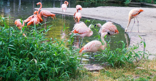 Plameňáci jsou stojící zoo v Praze — Stock fotografie