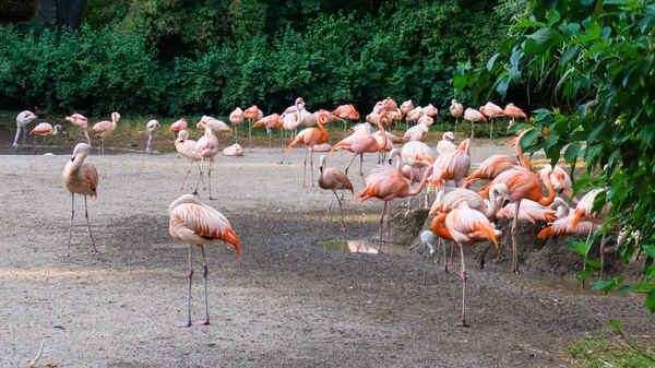 Flamingos are standing zoo in Prague — Stock Photo, Image