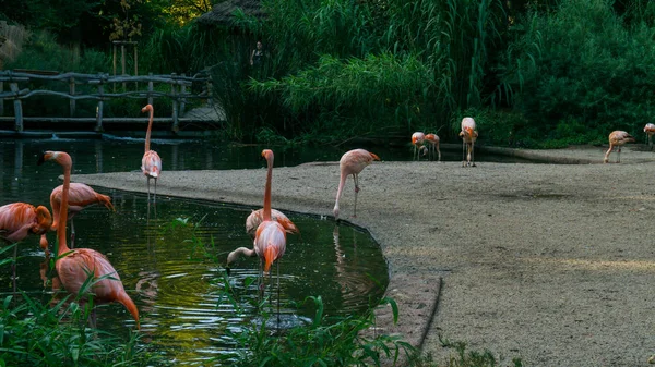 Flamingolar Prag'da ayakta hayvanat bahçesi vardır — Stok fotoğraf