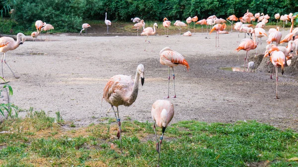 Flamingos are standing zoo in Prague — Stock Photo, Image