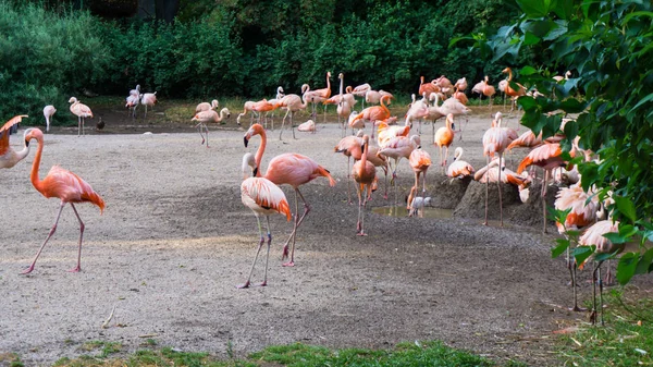 Фламінго є постійна зоопарку в Празі — стокове фото