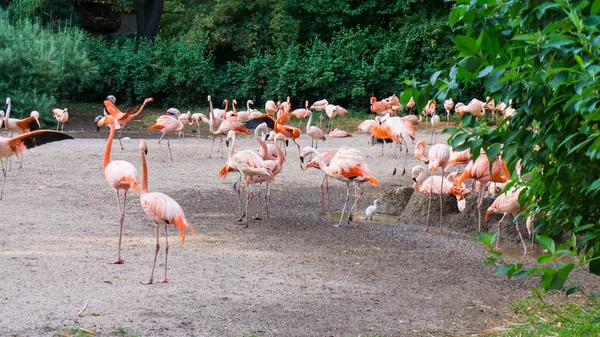 Flamingoer står zoo i Prag - Stock-foto