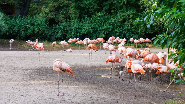 Flamingi są stałego zoo w Pradze — Zdjęcie stockowe