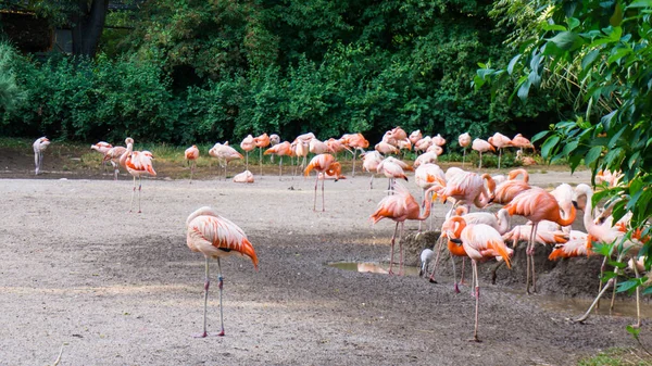 Fenicotteri sono in piedi zoo a Praga — Foto Stock