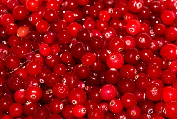 Czerwony dojrzałe cranberries.view tła — Zdjęcie stockowe