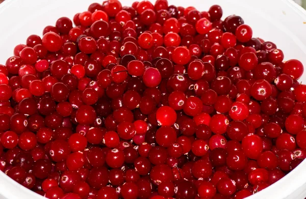 红色的成熟 cranberries.view 背景 — 图库照片
