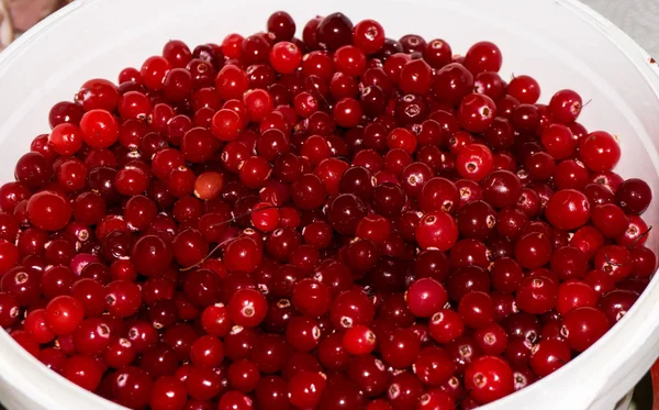 红色的成熟 cranberries.view 背景 — 图库照片