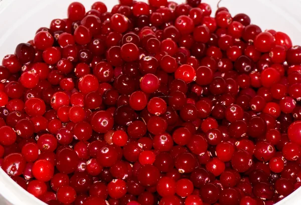 红色的成熟 cranberries.view 背景 — 图库照片