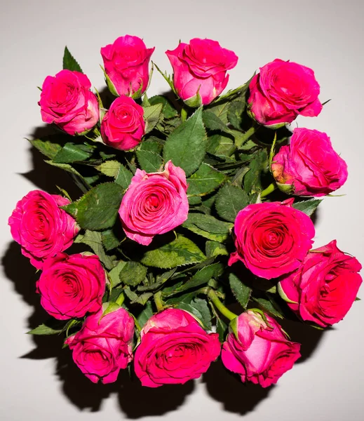 Bunga. mawar merah cantik — Stok Foto