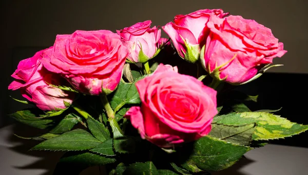 Blommor. röda rosor skönhet — Stockfoto