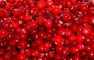 Kırmızı olgun cranberries.view arka plan