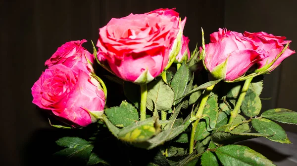 Bloemen. rode rozen schoonheid — Stockfoto