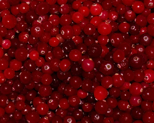 Red ripe latar belakang cranberries.view — Stok Foto