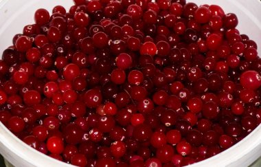 Kırmızı olgun cranberries.view arka plan