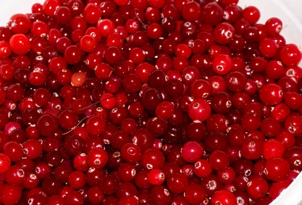 红色的成熟 cranberries.view 背景 — 图库照片