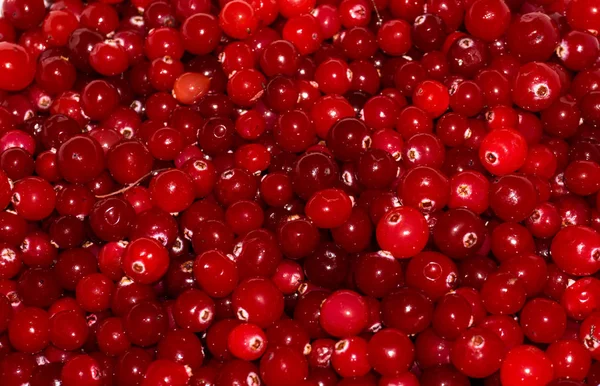 Czerwony dojrzałe cranberries.view tła — Zdjęcie stockowe