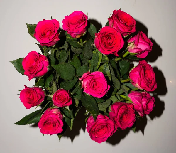 Bunga. mawar merah cantik — Stok Foto