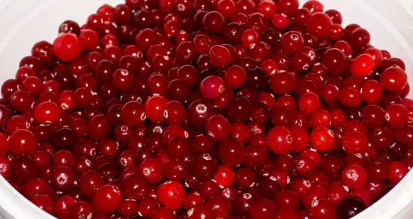 红色的成熟 cranberries.view 背景 — 图库照片